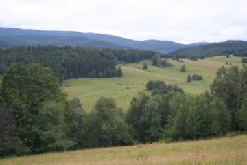 Zalesněné kopce na včelnici