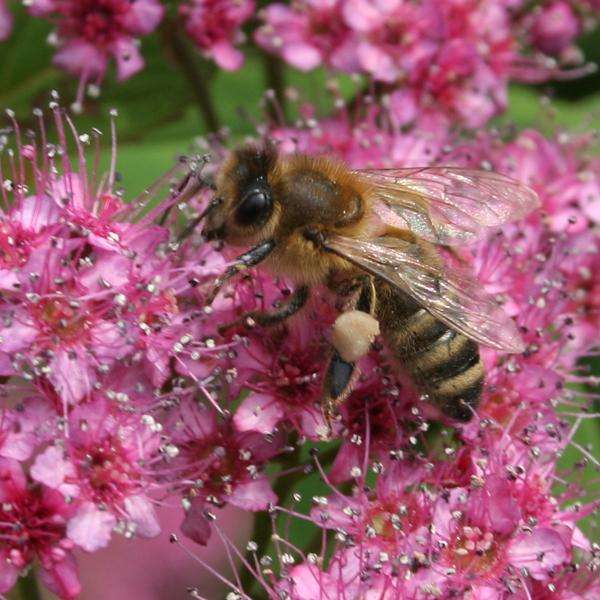 Tavolník japonský (Spiraea japonica)