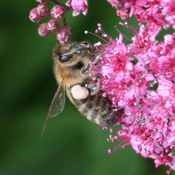 Tavolník japonský (Spiraea japonica)