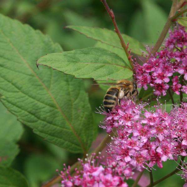 Tavolník japonský (Spiraea japonica)