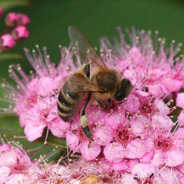 Tavolník japonský (Spiraea japonica)