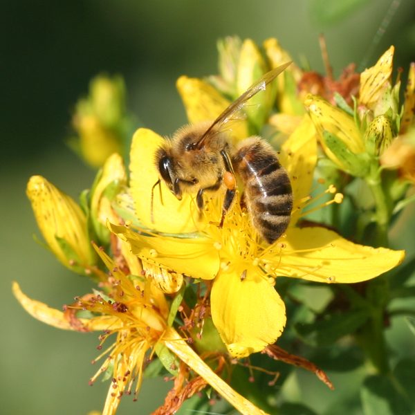 Třezalka tečkovaná (Hypericum perforatum)