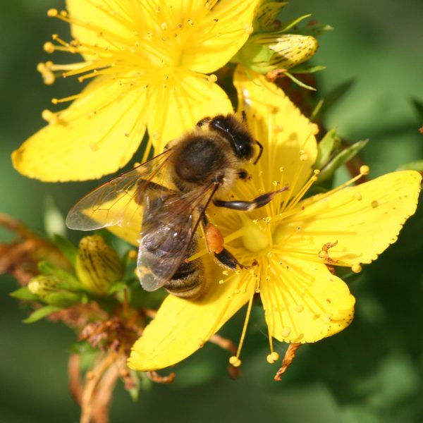 Třezalka tečkovaná (Hypericum perforatum)