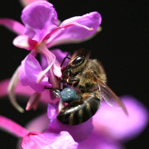 Vrbka úzkolistá (Chamerion angustifolium)