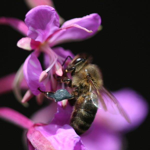 Vrbka úzkolistá (Chamerion angustifolium)