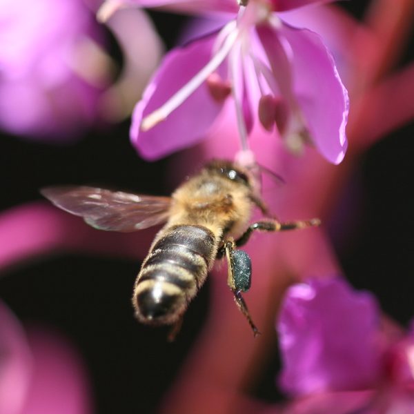 Vrbka úzkolistá (Chamerion angustifolium)