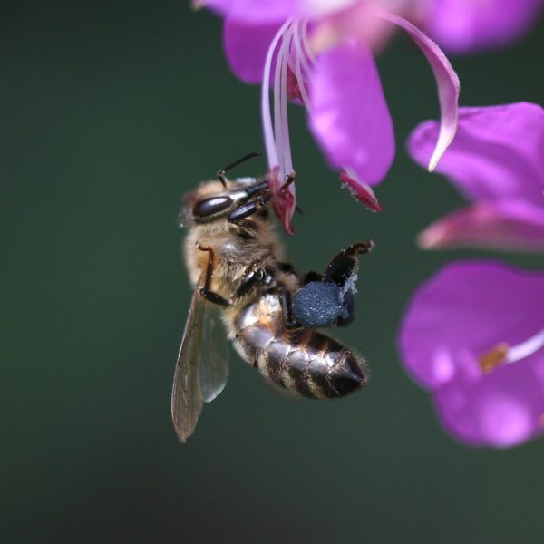 Vrbka úzkolistá (Chamerion angustifolium)